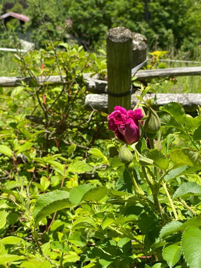 Appartamento Kurzzeitdomizil In Oberstdorf Esterno foto